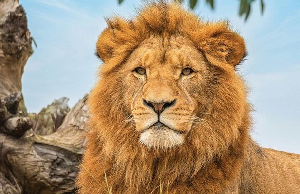 Featherdale Wildlife Park with Exclusive Private Transfers