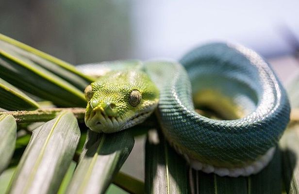 Featherdale Wildlife Park with Exclusive Private Transfers