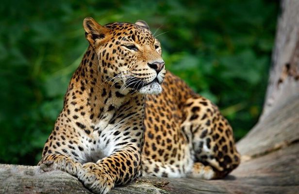 Yala National Park Safari From Hambantota Port