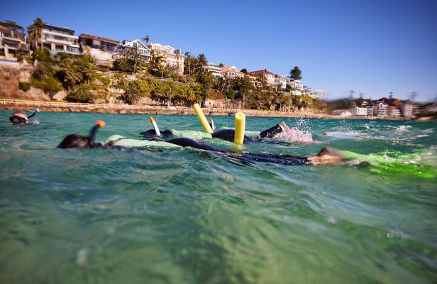 Private Sydney Snorkeling Experience: Explore Cabbage Tree Bay