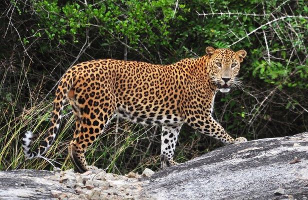 From Ella: Private Yala Safari & Transfer/Tangalle/Mirissa/Galla