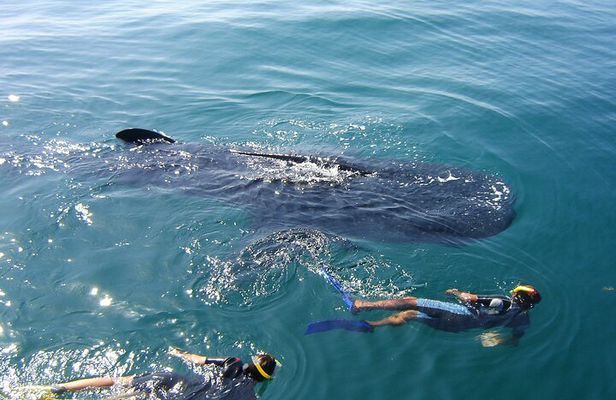 Swim with the Whale Shark on Holbox Island