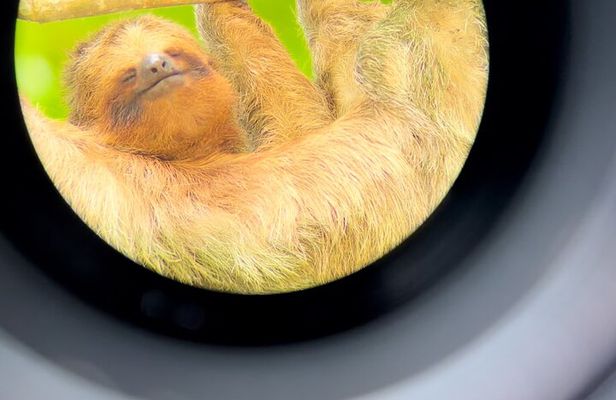 Sloth Discovery Tour in La Fortuna Wildlife