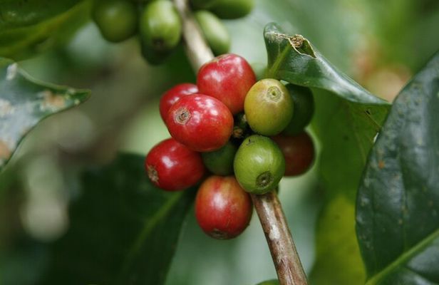 Costa Rican Coffee, Chocolate and Sugar Cane Activity