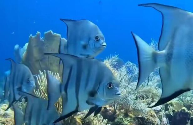 Roatan Snorkeling Adventure monkey Sloth west Bay Beach.
