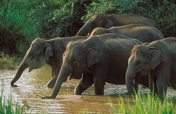Udawalawe National Park | Half day - Safari tour