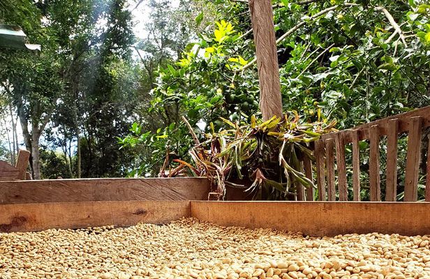 Coffee Tour from Coffee Growers to Your Cup