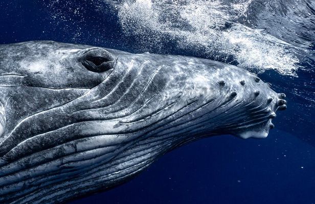 Half Day Private Whale Watching in Moorea