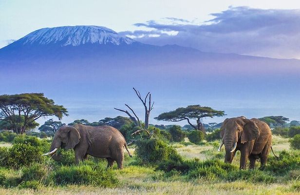 6-Days of Elephants, Wildebeest and Big 5: Kenya’s Classic Safari