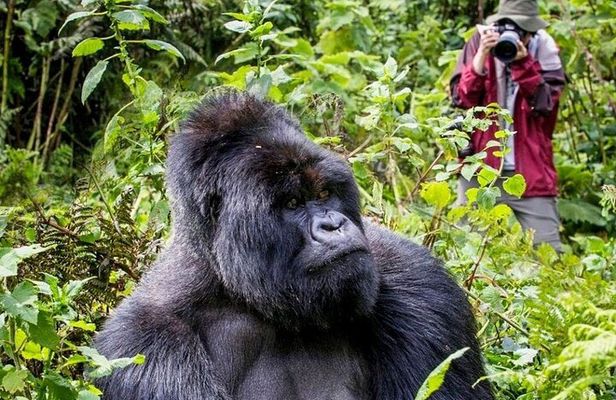 3-Day Private Guided Gorilla Trekking In Uganda