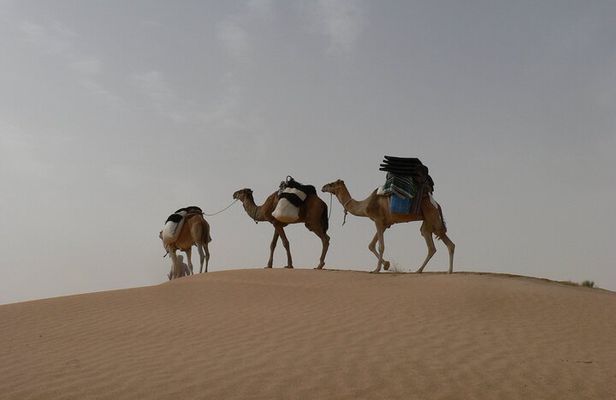 2 Days in the Desert on Camel Back