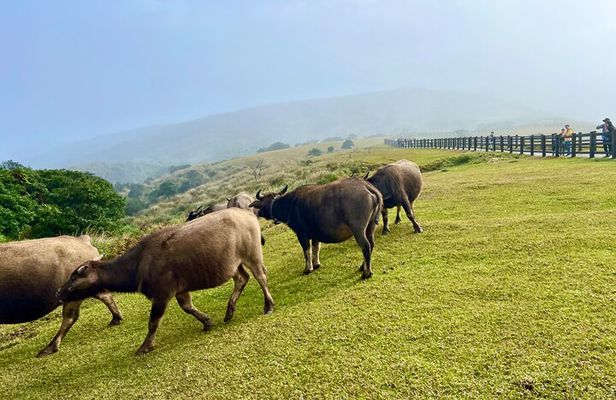 Full-day Tour in Yangmingshan & Beitou from Taipei