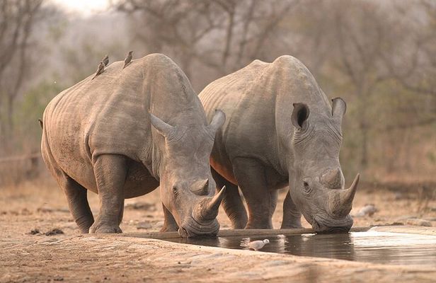 Multi Day Kruger National Park and Panorama Route Adventure
