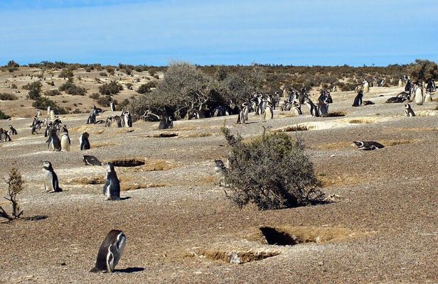 Walk with the Penguins in Punta Tombo for Cruisers in private