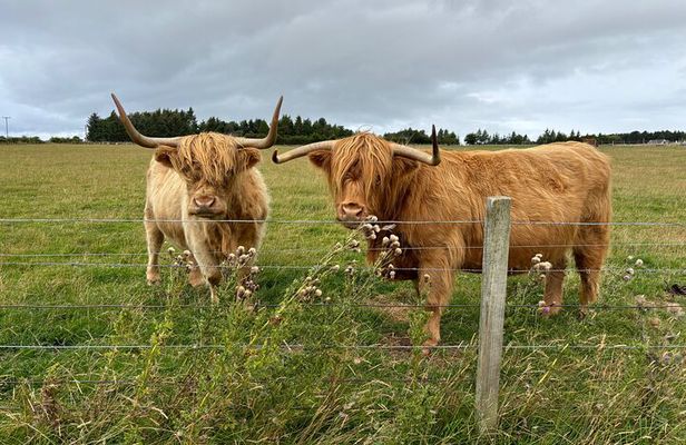 Invergordon Private Sheepdogs, Highland cows and Castle Tour 
