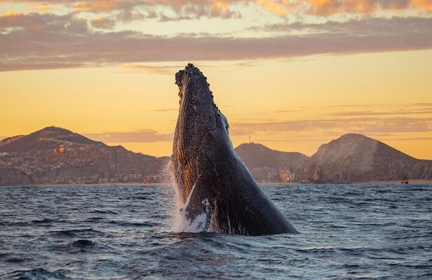 Los Cabos Whale Watching and Sunset Tour 