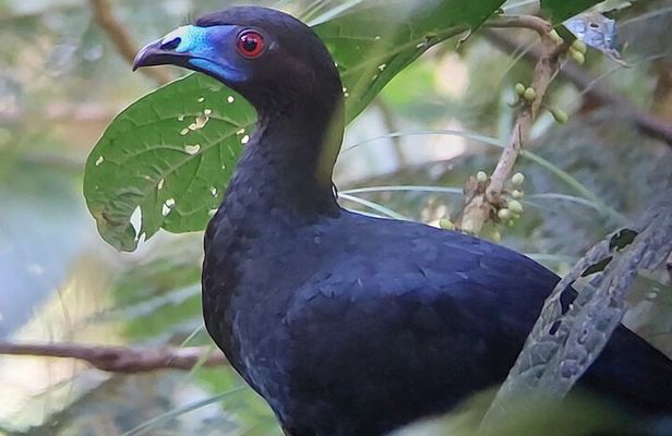 Monteverde Cloud Forest | Guided Tour of Flora & Fauna