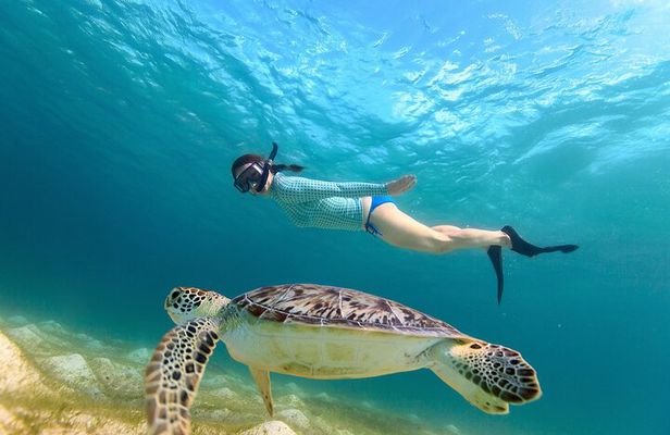 Waikiki Turtle Canyon Snorkeling Adventure