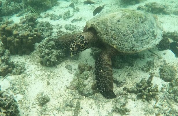 Snorkeling Tour in Samoa