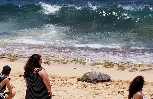 Dole,Garlic Shrimp, Northshore Customizable Group Priced Tour