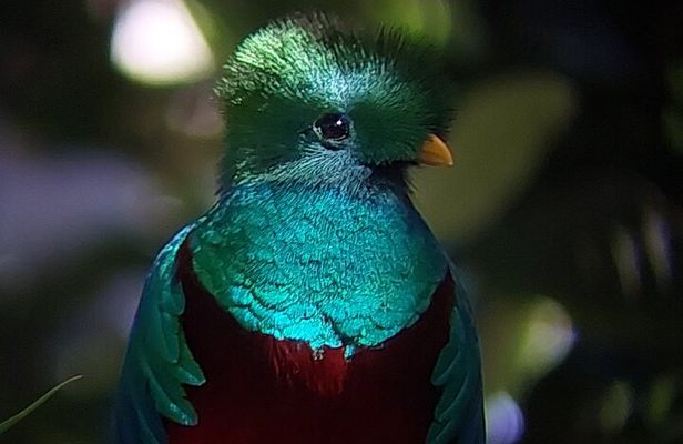 Monteverde Cloud Forest Tour