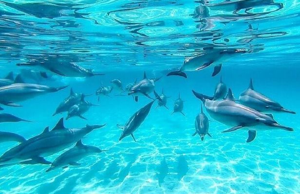Swim with Dolphins Sea Trip Adventure with Lunch - Marsa Alam
