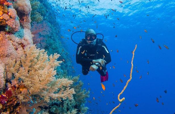 Explore Hurghada Two Thrilling Boat Dives for Certified Divers