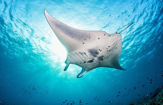 Nusa Lembongan Snorkeling with Manta Bay & Island Tour from Bali