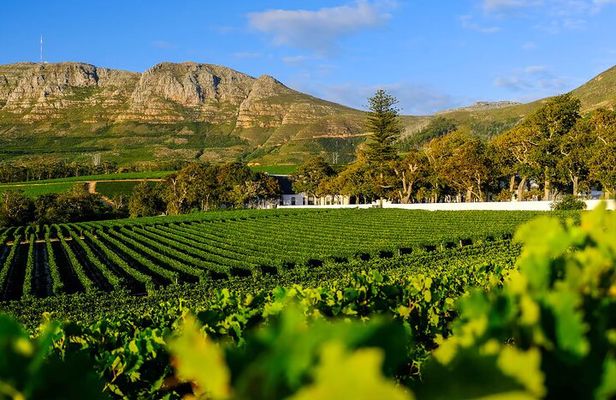 Private Tour of Constantia Wine & Kirstenbosch Gardens Experience