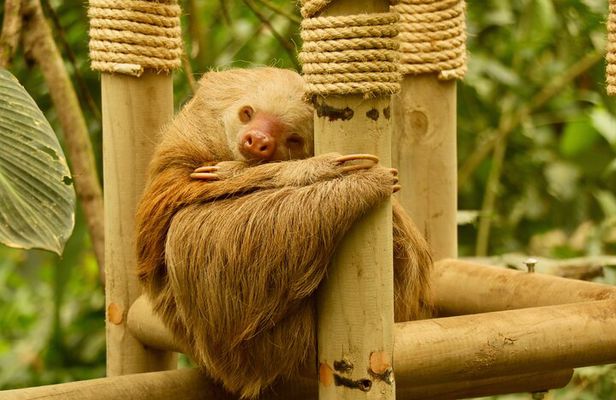 Selvatura Sloth Habitat