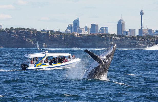 Whale Watching Adventure Cruise