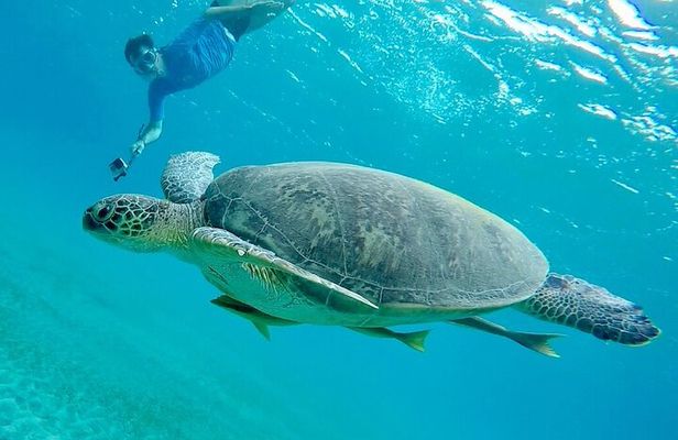 Semi Private Abu Dabab Tour With Turtles & Dugong from Hurghada