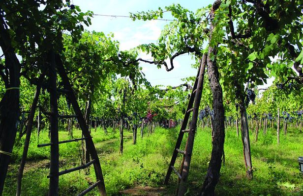 Cantine d'Irpinia: visit and tasting Taurasi from ancient vineyards
