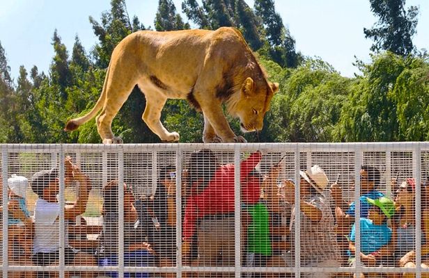 Safari Park, Wild Experience