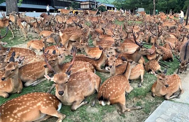 Kyoto & Nara Private Tour from Osaka Kyoto Hotel Pick-up