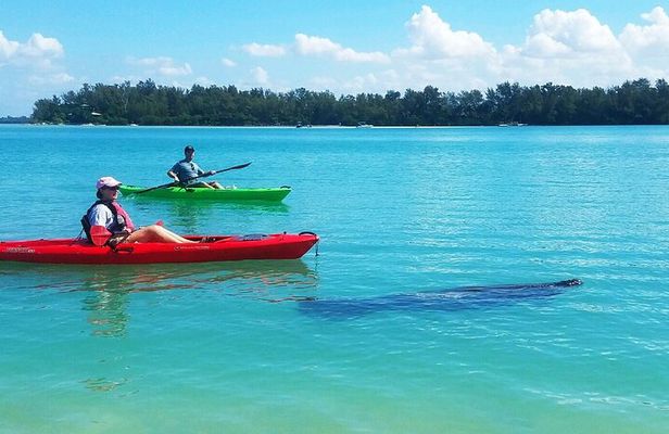 Kayaking with coastal wildlife in Sarasota Bay