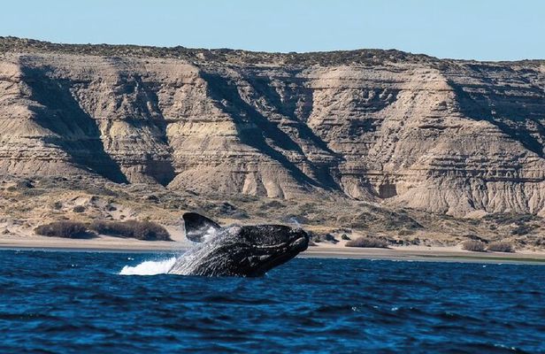 Peninsula Valdés - EARLY BOOKING -20 OFF - for Cruise Passengers