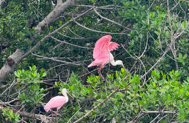 Bonita Springs Eco Kayak Tour – Best Gear, Premium&Clear Kayaks