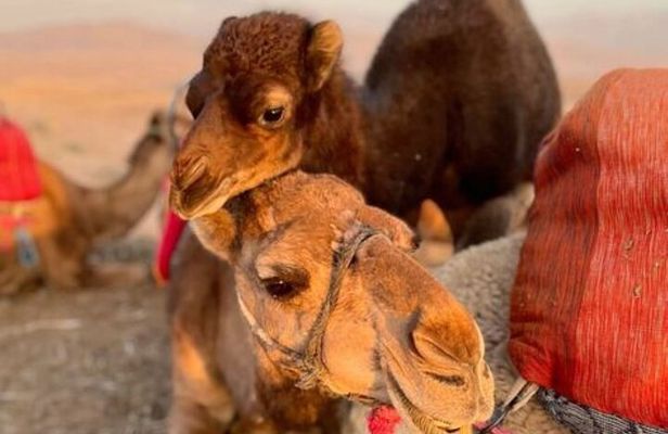 Marrakech: Quad & Camel Ride with Sunset, Dinner & Show