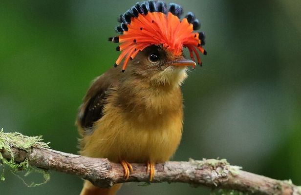 Birdwatching, Atlantic Rainforest Hike, São Paulo Ecotourism