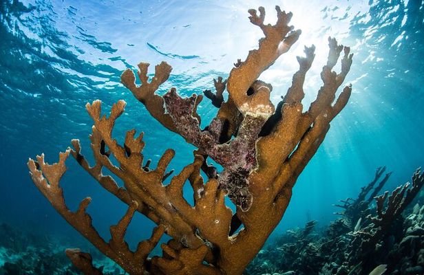 Puerto Morelos Coral Reef Snorkeling Adventure