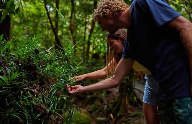 Explorer Tour by Cairns Waterfalls