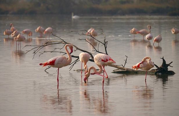 Tour To Lake Nakuru Park with Optional boat ride on Lake Naivasha