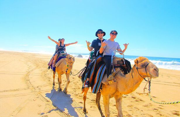 Los Cabos 3 in 1 Adventure: Camel Ride, Lunch and Arch Boat Tour