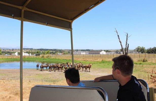 Table Mountain, stellenbosch wine experiences and lions, Park