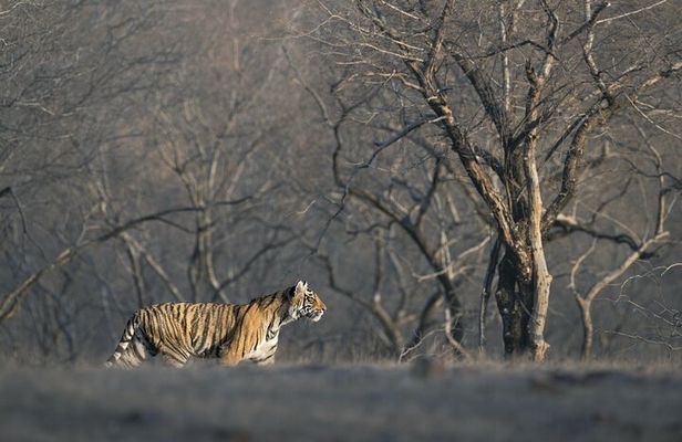 Tiger Safari in Ranthambore National Park