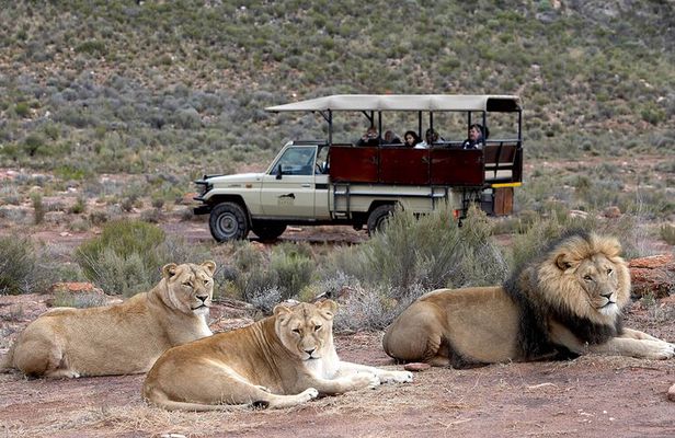 Aquila Game Reserve Safari with wine tasting, Transport & Lunch
