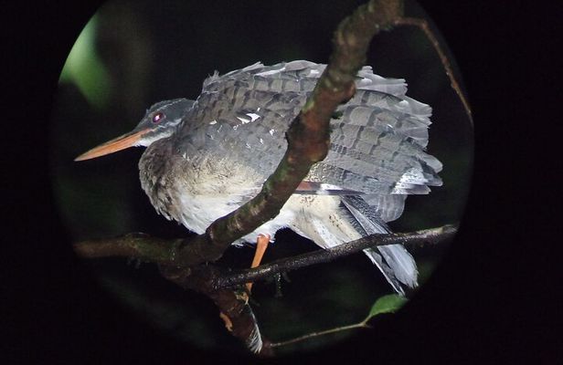 Night Walk Tour in Monteverde