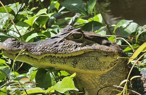 Canoe tour in Tortuguero National Park