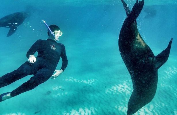 2 hour Seals & Seadragon Swim